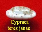 Cypraea teres janae, Lorenz 2002 